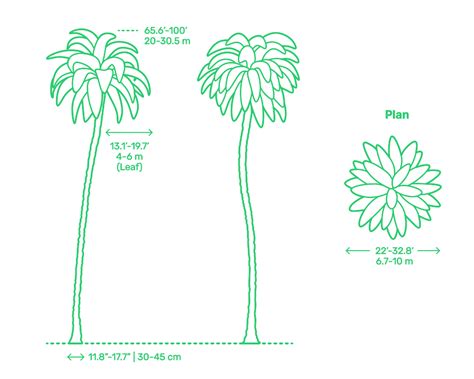 Coconut Palm (Cocos nucifera) Dimensions & Drawings | Dimensions.com