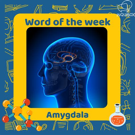 Scientists say: Amygdala This part of the brain plays a role in memory ...