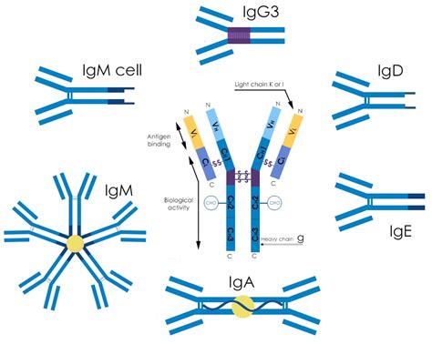 Antibody structure and isotypes | Abcam