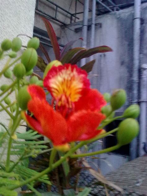 Garden Care Simplified: The Flowering of Gulmohar/ Flame of Forest