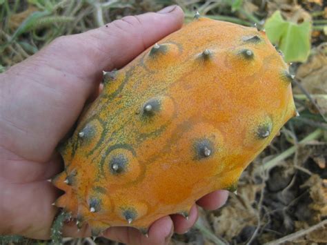 Polynesian Produce Stand : ~KIWANO~ Cucumis metuliferus AFRICAN HORNED MELON Cucumber Non GMO 60 ...