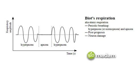 Different Types of Breathing Patterns - biomadam