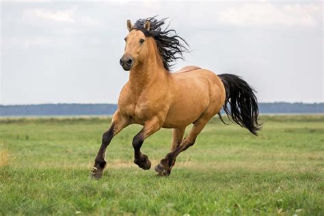 How to Raise a Healthy and Happy Horse