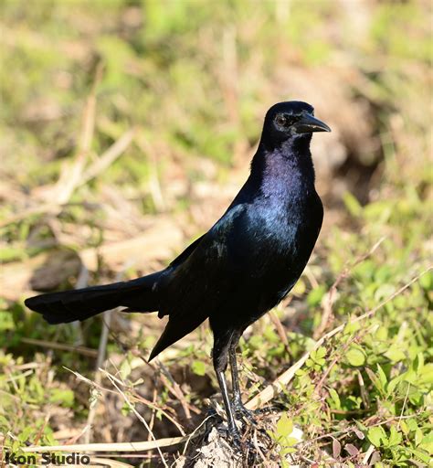 Boat-tailed Grackle – Imagine Our Florida, Inc