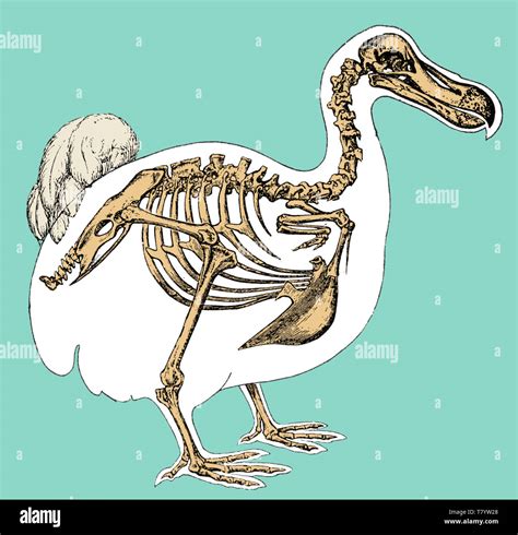 Dodo bird skeleton hi-res stock photography and images - Alamy