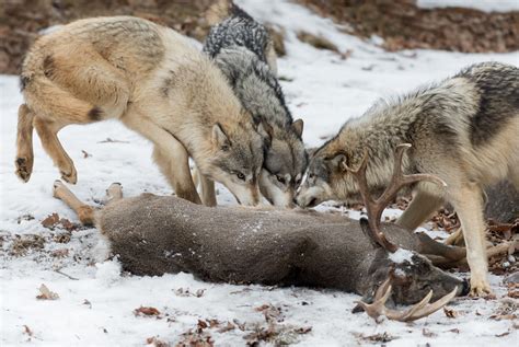 What Do Wolves Eat? | Outside Life - offroadingblog.com