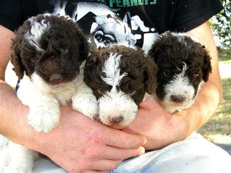 Spanish Water Dog Puppies For Sale | Texas City, TX #164240