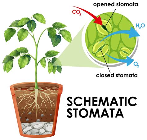 Diagram showing schematic stomata 1235728 Vector Art at Vecteezy