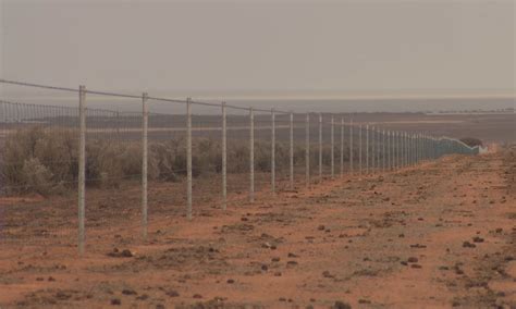 Australian made sheep fencing Eyre Peninsula SA - FENCiT