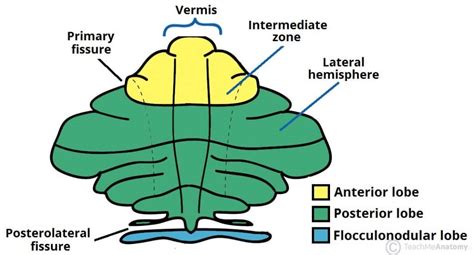 The Cerebellum - Structure - Position - Vasculature - TeachMeAnatomy