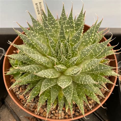 Aristaloe Aristata (formerly Aloe Aristata), Lace Aloe in GardenTags plant encyclopedia