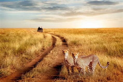 Serengeti National Park Safari Packages