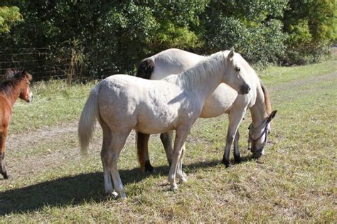 Galicenos of Suwannee Horse Ranch - Galiceño Horses