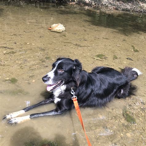 Darwin, The Border Collie-Lab Mix — Dog Whisperer® HQ