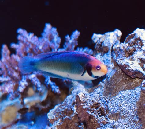 Fairy Wrasse | REEF2REEF Saltwater and Reef Aquarium Forum