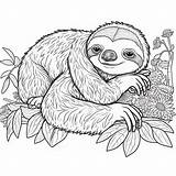 Sloth Coloring Page sketch template