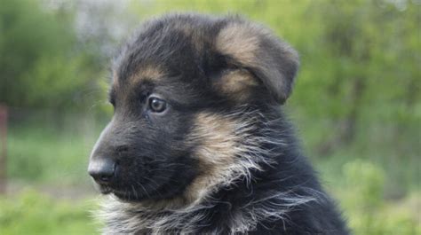 Shiloh Shepherd Puppies: Everything You Need to Know - Dogsintl