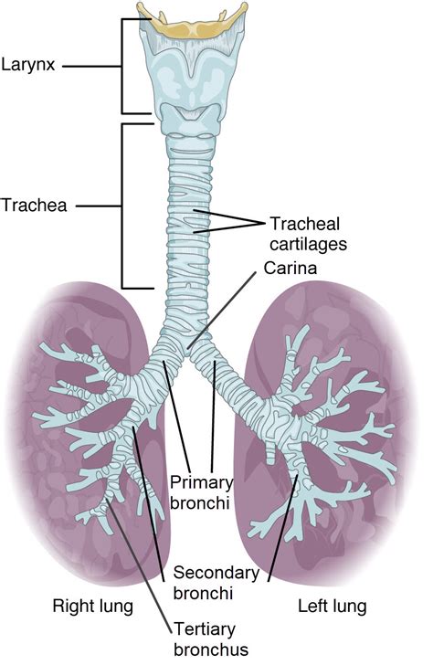 Bronchial Tree Labeled Diagram