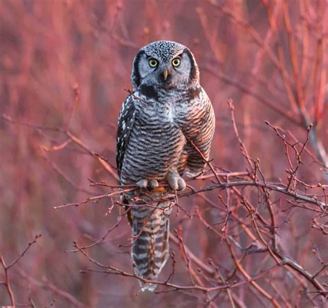 Owls in Michigan (11 Species with Pictures) - Wild Bird World