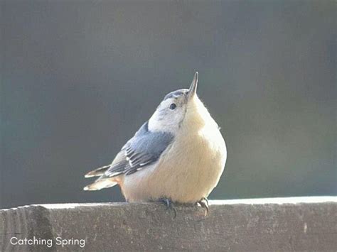 3 Easy Homemade Suet Recipes to Attract More Birds - Catching Spring