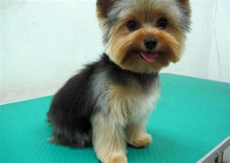 Yorkie Puppy Cut. Yorkshire Terrier Puppy Trim - Yorkie.Life