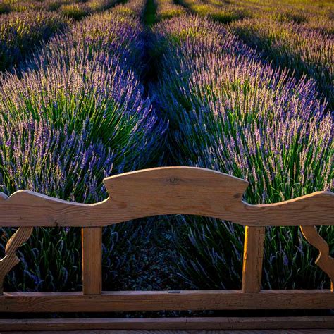 Lavender plant care - 4 things to know to grow successfully | Livingetc