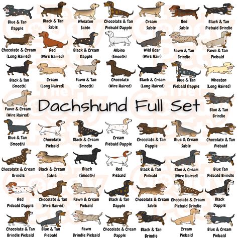 25 Colors And Patterns Of A Dachshund That You Never Knew Existed - The Goody Pet | Piebald ...