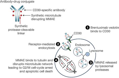 Brentuximab vedotin mechanism of action. Figure reproduced from Suri A ...