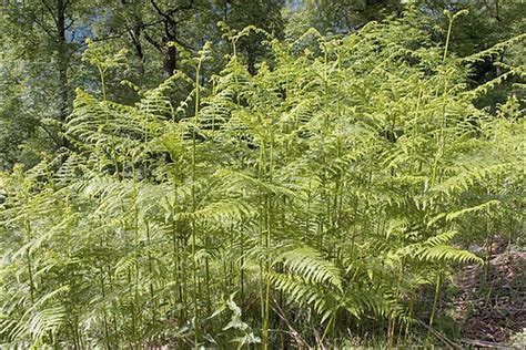 Pteridium aquilinum_1 | Pteridium aquilinum Bracken Slo.: or… | Flickr