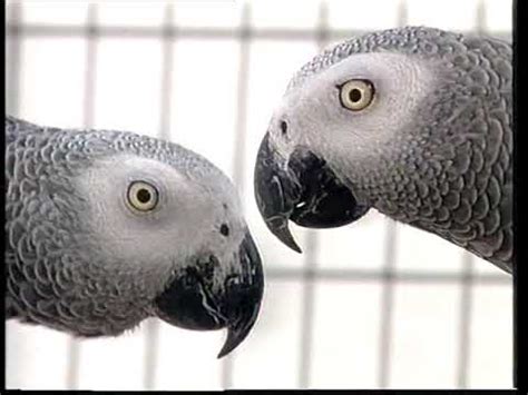 African Grey Parrots | Care and Breeding | Part 1 (Full) - YouTube