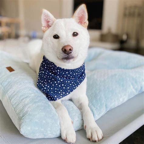 Cream Shiba Inu: The Rarest Shiba Color You'll Adore