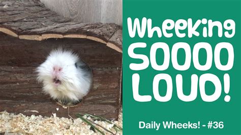 EXTREMELY LOUD GUINEA PIG WHEEKING! | Guinea Pig Noises | Short Video ...