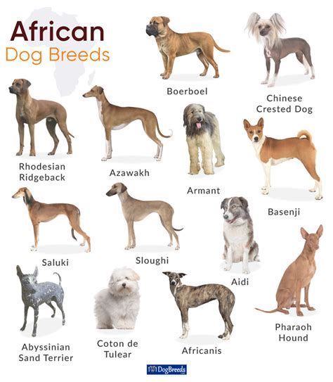 Africa's Top 13 Dog Breeds: A List of African Dog Breeds [Research]