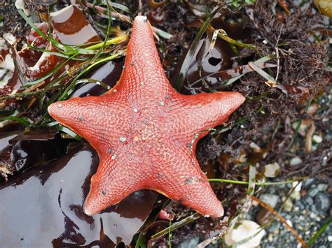 A jaunty Bat Star was up on Pebble Beach. – Mendonoma Sightings