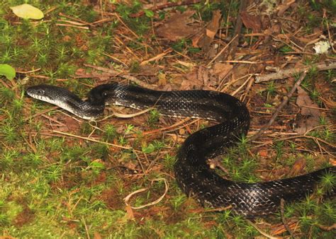 Gray Ratsnake (Amphibians & Reptiles of Cuyahoga Valley National Park ...