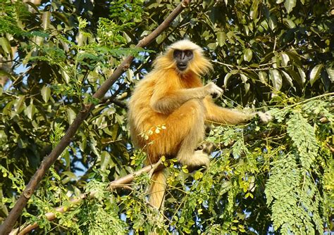 Golden Langur Monkey Primate Gee'S - Free photo on Pixabay - Pixabay