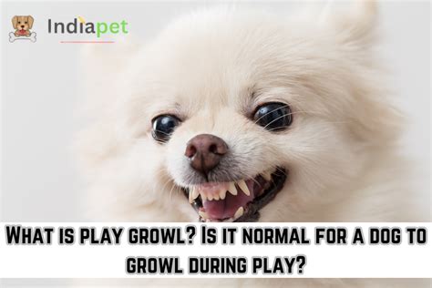 What is play growl? Is it normal for a dog to growl during play ...