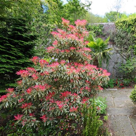 Evergreen Shrubs That Look Good In Your Garden All Year Round ...