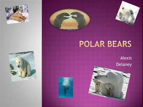 PPT - POLAR BEARS PowerPoint Presentation, free download - ID:6587088