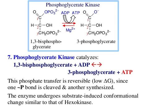 8 glycolysis