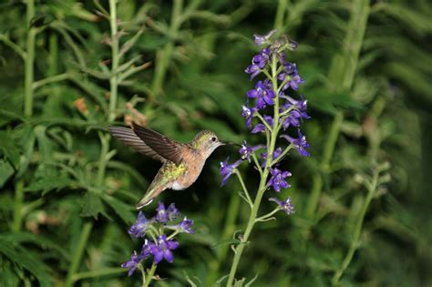 Bird Pollination