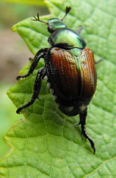 Organic Japanese Beetle Control