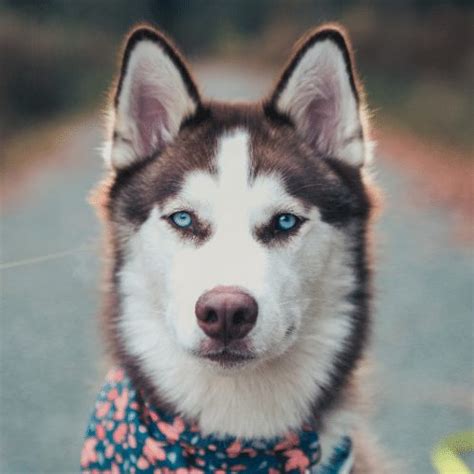 22 Types of Husky Dog, Their Appearance, Temperament, & Origin