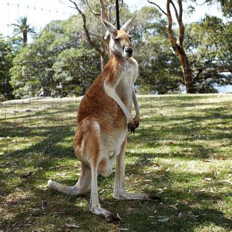 Top 90+ Pictures What Is The National Animal Of Australia? Full HD, 2k, 4k