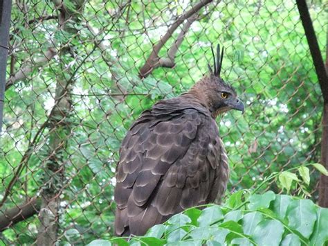 Informasi Tentang Elang Jawa | Burung Gue