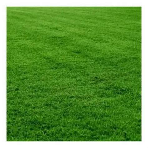 Mexican Grass - Wholesale Price & Mandi Rate for Mexican Grass in India