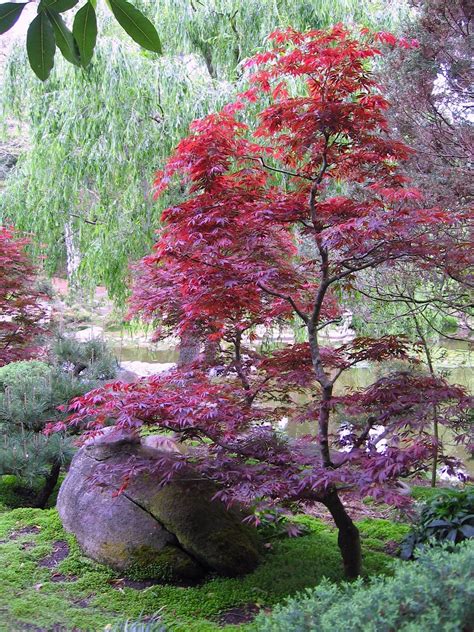 Japanese Maple Care | Japanese maple tree landscape, Japanese garden ...