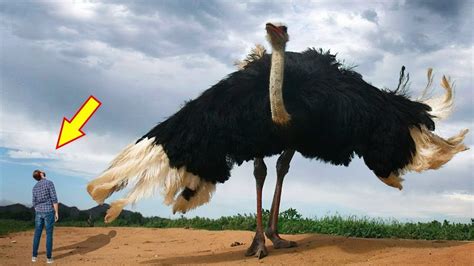 Top 10 Biggest Birds in The World – Nature Blog Network