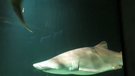 Baltimore Aquarium - Sharks | Watch Now - Y8.com