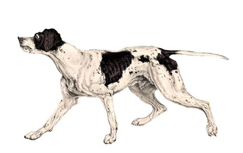 Download Pointer, Dog, Canine. Royalty-Free Stock Illustration Image - Pixabay